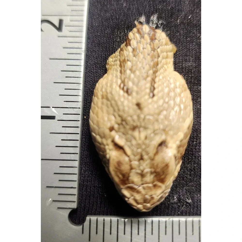4 Puzzles!! Western Diamondback Rattlesnake Snake Skull FANGS SPECIMEN SK4C